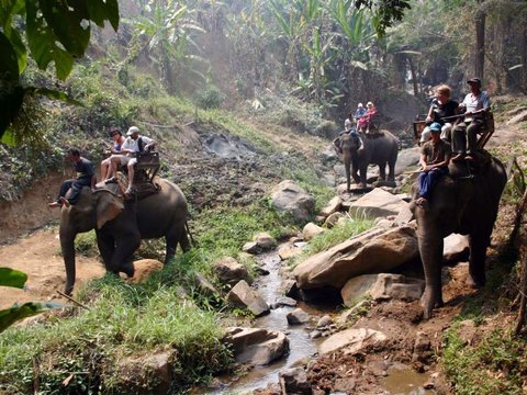 Chiang Mai Elephant Safari