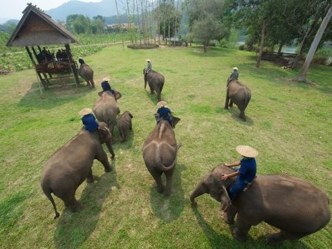Lao Elephant Camp 