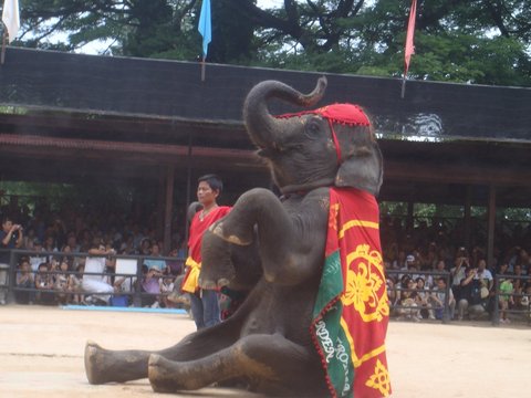 Elephant Village Tour 