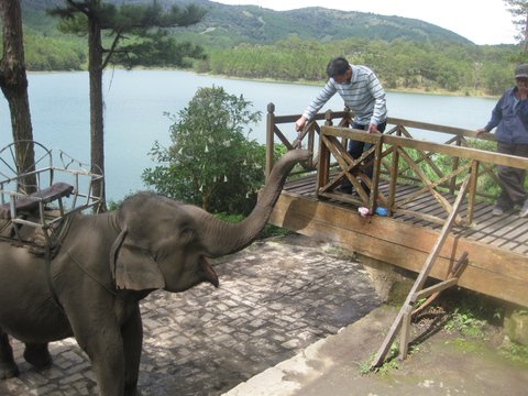 Da Lat Elephant Riding Tour