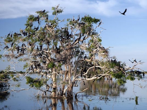 Prek Toal Bird Sanctuary 