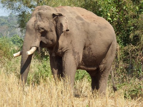 Phnom Tamao Wildlife Tour 