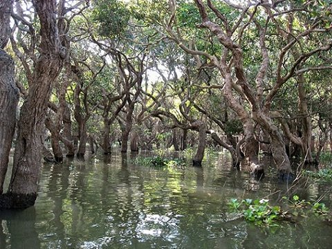 Kompong Phluk Flooded Forest Tour 