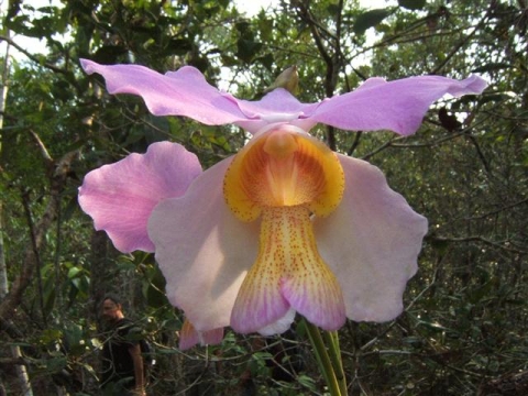 Vientiane Orchid Trek 