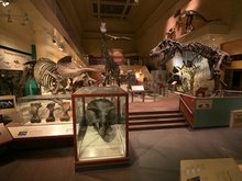 Dinosaur Museum