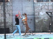 Samui Aquarium and Tiger Show