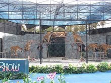 Samui Aquarium and Tiger Show
