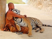 Tiger Temple