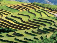 Terraced Rice Fields 