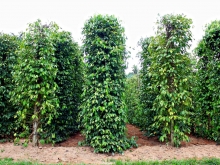 Pepper Plantations