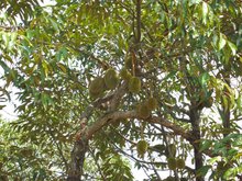 Durian Plantations