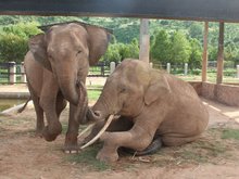 Teuk Chhou Zoo 