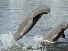 Irrawaddy Dolphins 