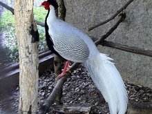 Chiang Mai Zoo