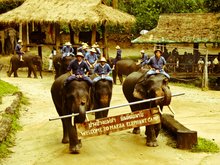 Mae Sa Elephant Camp