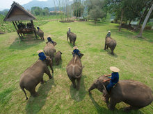 Lao Elephant Camp 