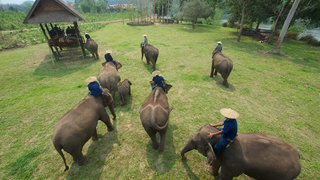 Lao Elephant Camp 