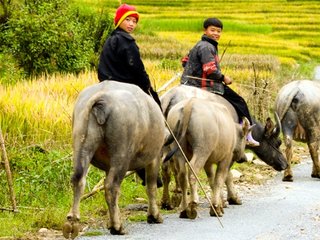 Vietnam Adventure Tours