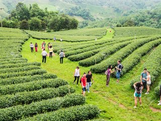 Chiang Rai - Mae Salong (B,L) 