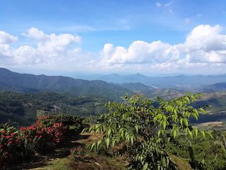 Chiang Rai - Doi Wawee (B, L) 