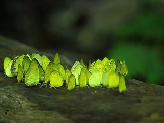 Ampawa - Kaeng Krachan - 27km (B, L, D)