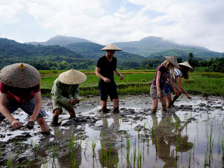 Luang Prabang - Living Land Rice Experience - Kuang Si Waterfall (B, L)