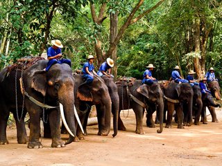 Bangkok - Chiang Mai Elephant Safari and Doi Suthep (B, L) 