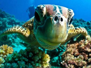 Krabi Snorkeling (B, L)