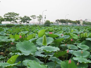 Hanoi Departure (B)