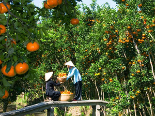 Ho Chi Minh – Mekong Delta (B, L)