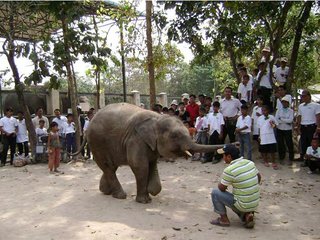 Phnom Tamao Wildlife Tour 