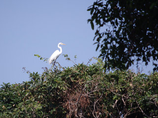 Preak Toal Bird Sanctuary