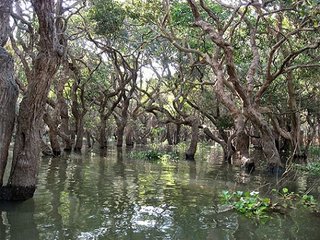 Kompong Phluk Flooded Forest Tour