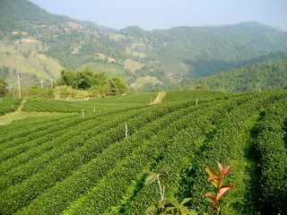 Doi Mae Salong – Doi Tung (B, L)