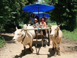 Elephant Safari – Oxcart Ridding – Orchid farm (B, L)