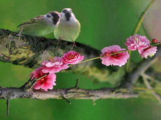 Vietnam Bird Watching 
