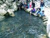 Thanh Hoa