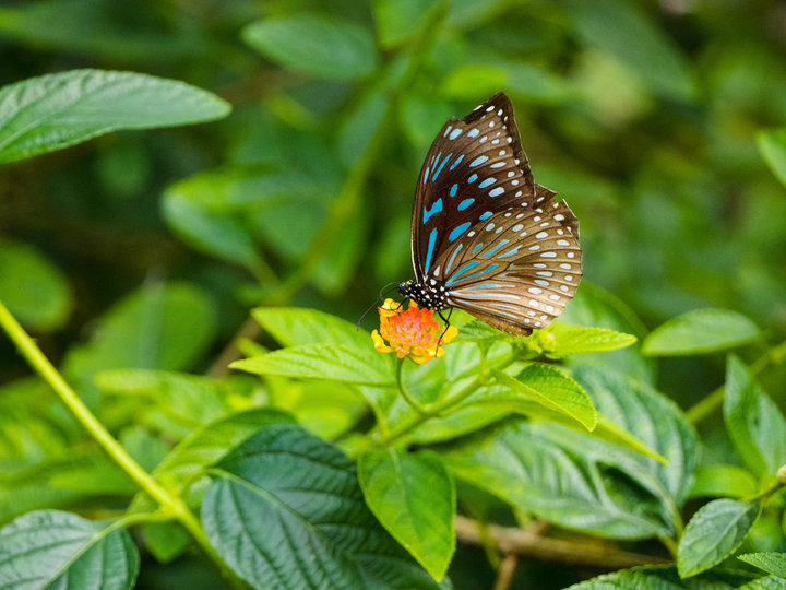 Kuang Si Falls Butterfly Park