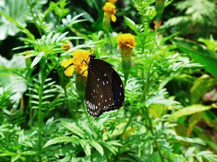 Kuang Si Falls Butterfly Park