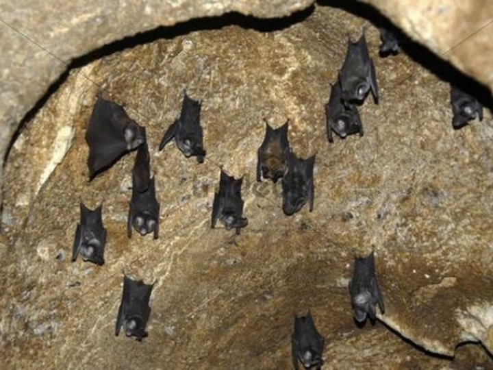 Nam Lan Conservation Area image Nam Lan Conservation Area