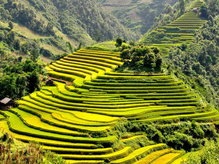 Terraced Rice Fields image Terraced Rice Fields