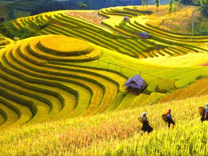 Terraced Rice Fields 