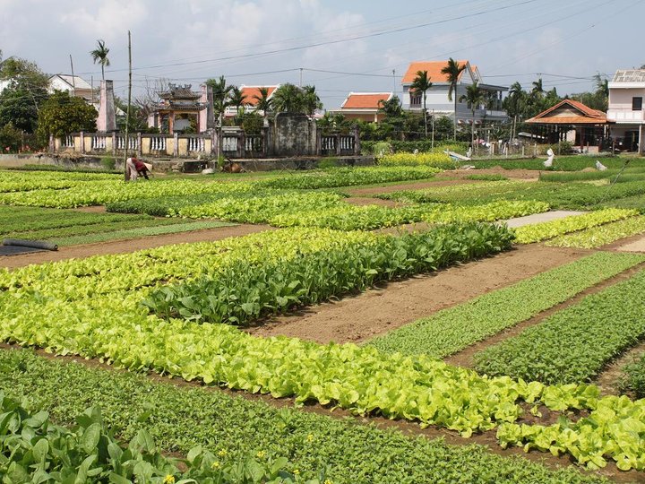 Tra Que Vegetabe Village