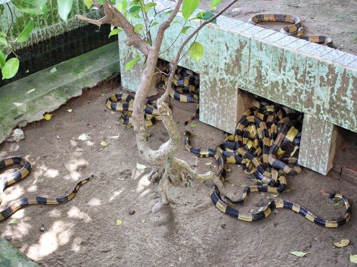 Dong Tam Snake Farm
