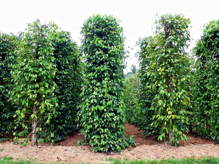 Pepper Plantations image Pepper Plantations