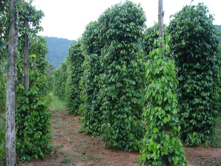 Pepper Plantations image Pepper Plantations