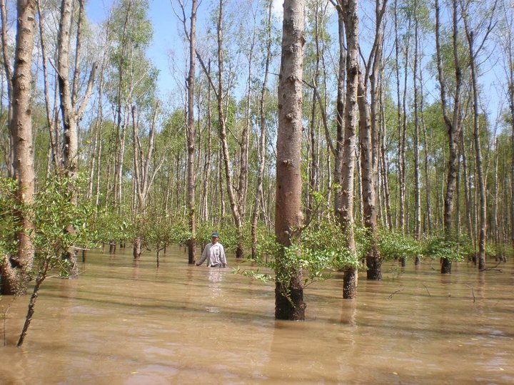 Can Gio Mangrove Forest