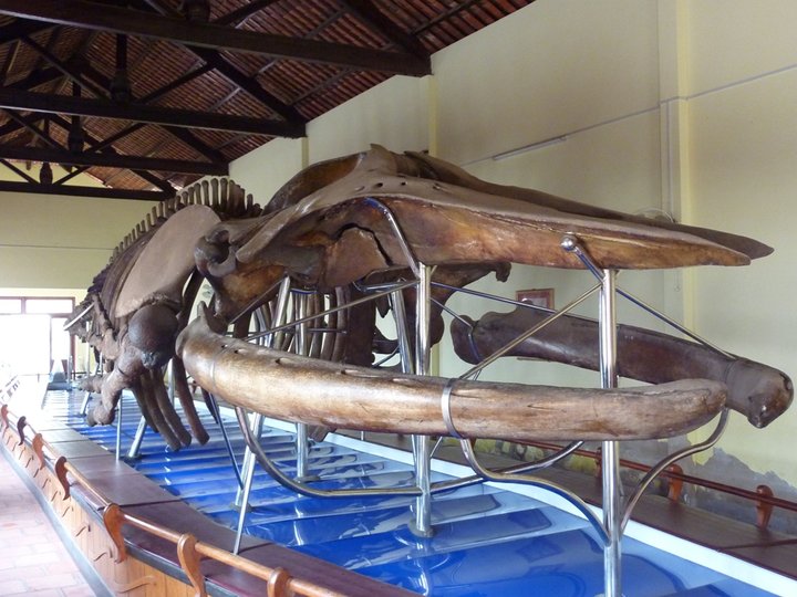 Van Thuy Tu Temple and Whale Museum 