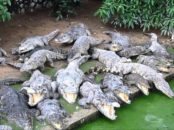 Crocodile Farm Siem Reap