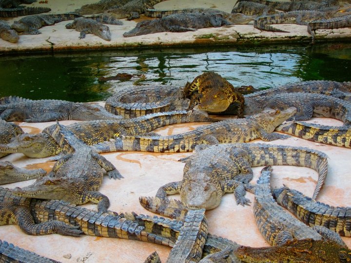 Crocodile Farm Siem Reap